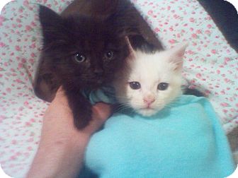 Domestic Longhair Kitten for Sale in Harrisburg, North Carolina - Peepers and Jeepers Domestic Longhair Kitten for Sale in Harrisburg, North Carolina - Peepers and Jeepers