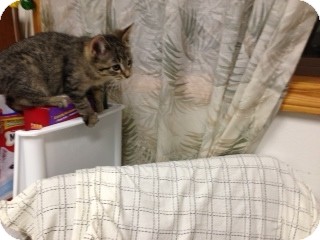 Domestic Shorthair Kitten for Sale in Chippewa Falls, Wisconsin - Monday Domestic Shorthair Kitten for Sale in Chippewa Falls, Wisconsin - Monday