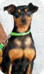 Miniature Pinscher Dog for Sale in Sherman, Connecticut - Tia Betty's Dog Miniature Pinscher Dog for Sale in Sherman, Connecticut - Tia Betty's Dog