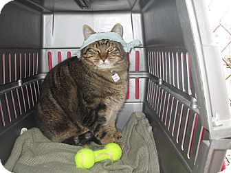 American Shorthair Cat for Sale in Hamilton, Montana - Hagar American Shorthair Cat for Sale in Hamilton, Montana - Hagar