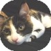 Domestic Shorthair Kitten for Sale in Vancouver, British Columbia - Marbles Domestic Shorthair Kitten for Sale in Vancouver, British Columbia - Marbles