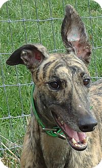 Greyhound Dog for Sale in Longwood, Florida - PB's Too Cool Greyhound Dog for Sale in Longwood, Florida - PB's Too Cool