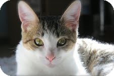 Domestic Shorthair Kitten for Sale in Marietta, Georgia - Izzy Domestic Shorthair Kitten for Sale in Marietta, Georgia - Izzy