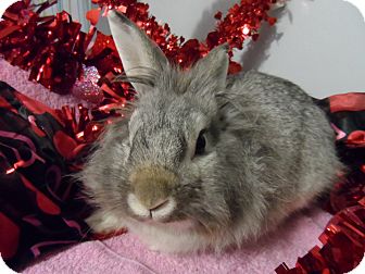 Lionhead Mix for Sale in Hillside, New Jersey - Finster Lionhead Mix for Sale in Hillside, New Jersey - Finster