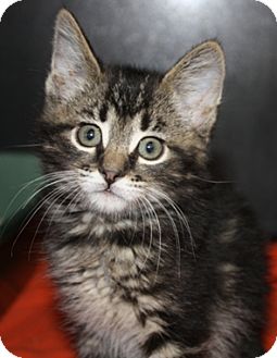 Domestic Mediumhair Kitten for Sale in North Highlands, California - Apache Domestic Mediumhair Kitten for Sale in North Highlands, California - Apache