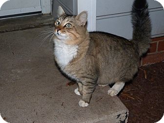 Maine Coon Cat for Sale in Stafford, Virginia - Frisky Maine Coon Cat for Sale in Stafford, Virginia - Frisky