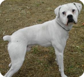 Boxer Dog for Sale in Lincolnton, North Carolina - Apollo Boxer Dog for Sale in Lincolnton, North Carolina - Apollo