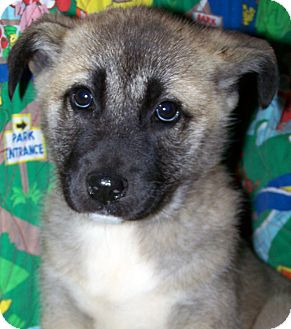 Labrador Retriever/Shepherd (Unknown Type) Mix Puppy for Sale in Sherman, Connecticut - Lillian Betty's Dog Labrador Retriever/Shepherd (Unknown Type) Mix Puppy for Sale in Sherman, Connecticut - Lillian Betty's Dog