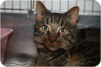 Domestic Shorthair Cat for Sale in Broadway, New Jersey - Dexter Domestic Shorthair Cat for Sale in Broadway, New Jersey - Dexter
