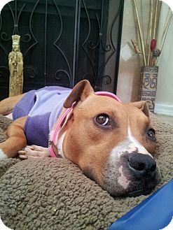 Boxer/Pit Bull Terrier Mix Dog for Sale in Orlando, Florida - Jane Boxer/Pit Bull Terrier Mix Dog for Sale in Orlando, Florida - Jane