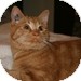 Domestic Shorthair Kitten for Sale in Vancouver, British Columbia - Mick Jagger Domestic Shorthair Kitten for Sale in Vancouver, British Columbia - Mick Jagger