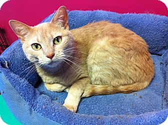 Domestic Shorthair Cat for Sale in Topeka, Kansas - Buffy Domestic Shorthair Cat for Sale in Topeka, Kansas - Buffy