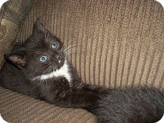 Domestic Shorthair Kitten for Sale in Horsham, Pennsylvania - Kiki Domestic Shorthair Kitten for Sale in Horsham, Pennsylvania - Kiki