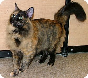 Maine Coon Cat for Sale in Chattanooga, Tennessee - Biscuit Maine Coon Cat for Sale in Chattanooga, Tennessee - Biscuit