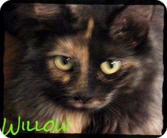 Domestic Mediumhair Cat for Sale in cumberland, Rhode Island - Willow Domestic Mediumhair Cat for Sale in cumberland, Rhode Island - Willow