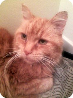 Domestic Shorthair Cat for Sale in Troy, Michigan - Moseby Domestic Shorthair Cat for Sale in Troy, Michigan - Moseby