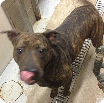 American Pit Bull Terrier Mix Dog for Sale in Schererville, Indiana - Cocoa American Pit Bull Terrier Mix Dog for Sale in Schererville, Indiana - Cocoa