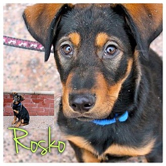 Doberman Pinscher/Labrador Retriever Mix Puppy for Sale in Westland, Michigan - Rosko Doberman Pinscher/Labrador Retriever Mix Puppy for Sale in Westland, Michigan - Rosko