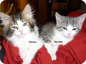 Domestic Shorthair Kitten for Sale in Portland, Oregon - Nanette Domestic Shorthair Kitten for Sale in Portland, Oregon - Nanette