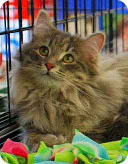 Domestic Longhair Kitten for Sale in Merrifield, Virginia - Henry Domestic Longhair Kitten for Sale in Merrifield, Virginia - Henry
