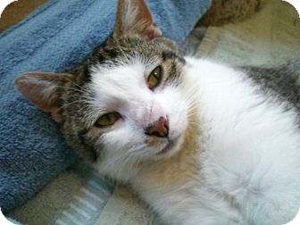 Domestic Shorthair Cat for Sale in Grand Rapids, Michigan - Katniss Domestic Shorthair Cat for Sale in Grand Rapids, Michigan - Katniss