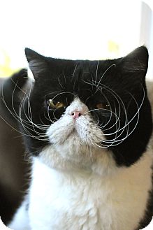 Exotic Cat for Sale in Columbus, Ohio - Buckeye Exotic Cat for Sale in Columbus, Ohio - Buckeye