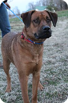 Rottweiler/Boxer Mix Dog for Sale in Bedminster, New Jersey - Captain Jack Sparrow Rottweiler/Boxer Mix Dog for Sale in Bedminster, New Jersey - Captain Jack Sparrow