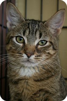 Domestic Shorthair Kitten for Sale in Walkersville, Maryland - Jane Domestic Shorthair Kitten for Sale in Walkersville, Maryland - Jane