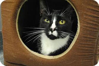 Domestic Shorthair Cat for Sale in Gainesville, Florida - Jeter Domestic Shorthair Cat for Sale in Gainesville, Florida - Jeter