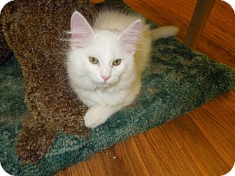 Domestic Mediumhair Kitten for Sale in Medina, Ohio - Pawnee Domestic Mediumhair Kitten for Sale in Medina, Ohio - Pawnee