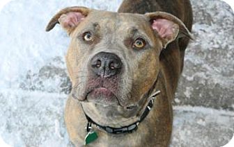 American Pit Bull Terrier Mix Dog for Sale in Cheyenne, Wyoming - Tella American Pit Bull Terrier Mix Dog for Sale in Cheyenne, Wyoming - Tella