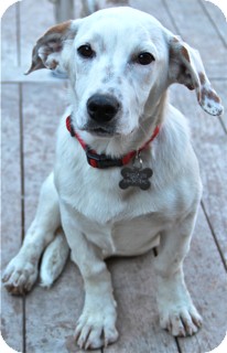 Labrador Retriever/Basset Hound Mix Puppy for Sale in Norwalk, Connecticut - Kinsey - adoption pending Labrador Retriever/Basset Hound Mix Puppy for Sale in Norwalk, Connecticut - Kinsey - adoption pending