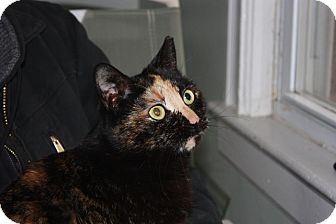 Domestic Shorthair Cat for Sale in Little Falls, New Jersey - Susie (LE) Domestic Shorthair Cat for Sale in Little Falls, New Jersey - Susie (LE)