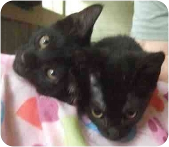 Domestic Shorthair Kitten for Sale in Little Rock, Arkansas - Google Domestic Shorthair Kitten for Sale in Little Rock, Arkansas - Google