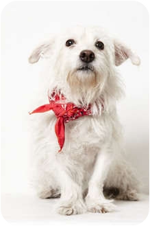 Westie, West Highland White Terrier Mix Dog for Sale in New York, New York - Tallulah Westie, West Highland White Terrier Mix Dog for Sale in New York, New York - Tallulah