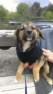 German Shepherd Dog/Beagle Mix Puppy for Sale in Thousand Oaks, California - Haley German Shepherd Dog/Beagle Mix Puppy for Sale in Thousand Oaks, California - Haley