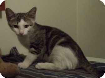 Domestic Shorthair Kitten for Sale in Witter, Arkansas - CRACKER Domestic Shorthair Kitten for Sale in Witter, Arkansas - CRACKER