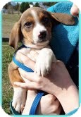 Beagle/Spaniel (Unknown Type) Mix Puppy for Sale in Allentown, Pennsylvania - Squiggles Beagle/Spaniel (Unknown Type) Mix Puppy for Sale in Allentown, Pennsylvania - Squiggles