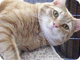 Domestic Shorthair Cat for Sale in Newburgh, New York - Rascal Domestic Shorthair Cat for Sale in Newburgh, New York - Rascal