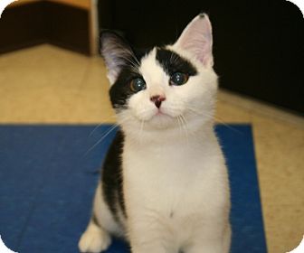 American Shorthair Cat for Sale in Allentown, Pennsylvania - Dancer American Shorthair Cat for Sale in Allentown, Pennsylvania - Dancer