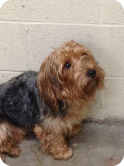 Yorkie, Yorkshire Terrier Dog for Sale in Wanaque, New Jersey - padro Yorkie, Yorkshire Terrier Dog for Sale in Wanaque, New Jersey - padro