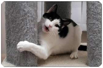 Domestic Shorthair Cat for Sale in Sterling Heights, Michigan - Godiva - ADOPTED! Domestic Shorthair Cat for Sale in Sterling Heights, Michigan - Godiva - ADOPTED!