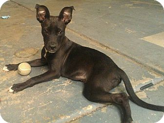 American Staffordshire Terrier Mix Dog for Sale in NA, Oklahoma - Playful Thelma American Staffordshire Terrier Mix Dog for Sale in NA, Oklahoma - Playful Thelma