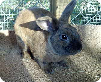 Dwarf Mix for Sale in Williston, Florida - Leo Dwarf Mix for Sale in Williston, Florida - Leo