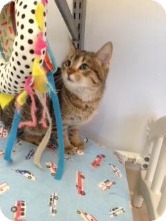Domestic Shorthair Cat for Sale in Chippewa Falls, Wisconsin - Liv Domestic Shorthair Cat for Sale in Chippewa Falls, Wisconsin - Liv