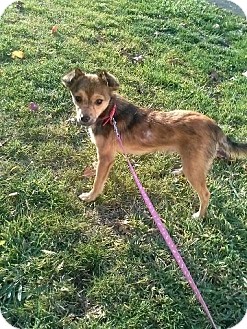 Pomeranian/Chihuahua Mix Puppy for Sale in Westland, Michigan - Max Pomeranian/Chihuahua Mix Puppy for Sale in Westland, Michigan - Max