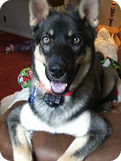 German Shepherd Dog/Husky Mix Puppy for Sale in Greeneville, Tennessee - Aries German Shepherd Dog/Husky Mix Puppy for Sale in Greeneville, Tennessee - Aries