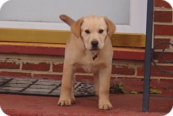 Labrador Retriever Puppy for Sale in Bedford, Virginia - Winnie Pooh Labrador Retriever Puppy for Sale in Bedford, Virginia - Winnie Pooh