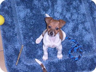 Jack Russell Terrier Mix Puppy for Sale in New Castle, Pennsylvania - Jack Russell Terrier Mix Puppy for Sale in New Castle, Pennsylvania -