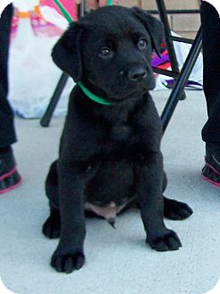 Rottweiler/Golden Retriever Mix Puppy for Sale in Greensboro, Georgia - Two Baby Boys Rottweiler/Golden Retriever Mix Puppy for Sale in Greensboro, Georgia - Two Baby Boys